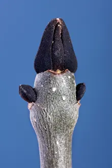 Ashes: Ash - common ash bud