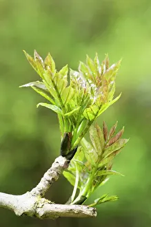 Fraxinus: Ash, European ash, Fraxinus excelsior, new growth
