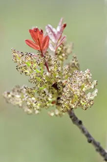 Fraxinus: Ash