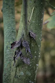 Fraxinus: Ash