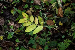 Fraxinus: Ash