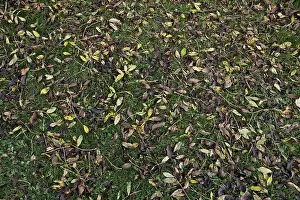 Fraxinus: Ash