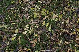 Fraxinus: Ash