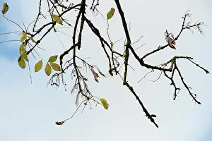 Fraxinus: Ash