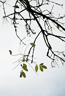Fraxinus: Ash