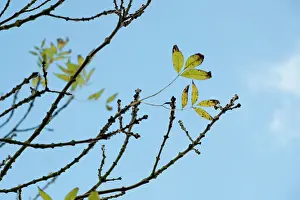 Fraxinus: Ash