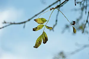 Fraxinus: Ash