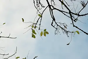 Fraxinus: Ash