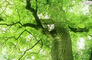Fraxinus: Ash