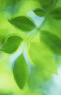 Fraxinus: Ash