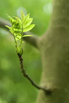 Fraxinus: Ash