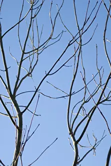 Fraxinus: Ash