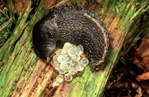 Clusters: Ash-Grey / Ash-black SLUG - curled up with eggs