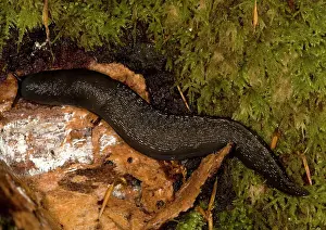 Limax: Ash-Grey / Ash-black SLUG - a large woodland slug