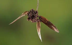 Mite: Ash key galls, Aceria fraxinivora on the fruits
