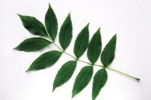 David C Dixon: ASH LEAF