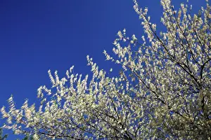 Maples: Ash-Leafed Maple / Box-Elder - in flower
