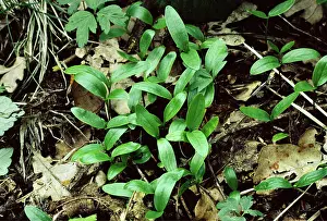 Germinating: ASH - seedlings