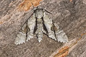 Manduca: Ash Sphinx Moth