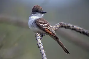 Myiarchus: Ash-throated Flycatcher