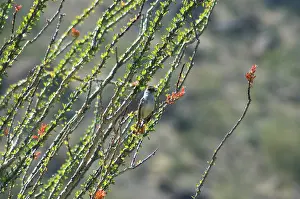 Pipe: Ash-throated Flycatcher