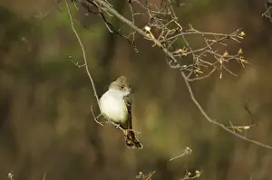 Myiarchus: Ash-throated flycatcher