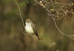 Myiarchus: Ash-throated flycatcher