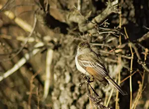 Myiarchus: Ash-throated flycatcher