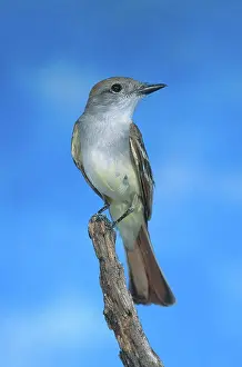 Myiarchus: Ash-throated Flycatcher
