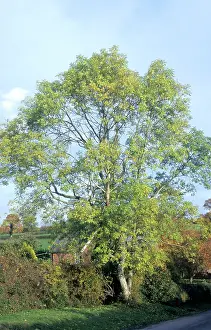 Fraxinus: Ash Tree