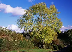 Ashes: Ash Tree - in autumn colour