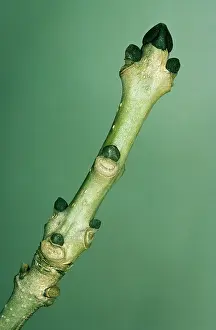 Fraxinus: ASH TREE BUDS