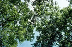 Fraxinus: Ash Tree - canopy
