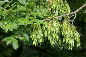 Ashes: Ash Tree - cloe-up of leaves and fruit