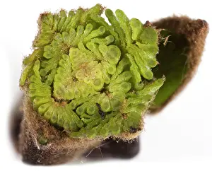 Folded: Ash Tree - cross-section of a bud showing the folded leaves