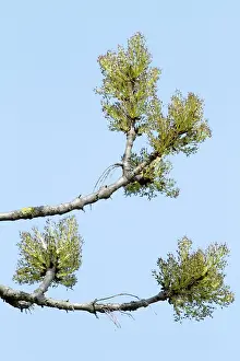 Ashes: Ash Tree - flowers