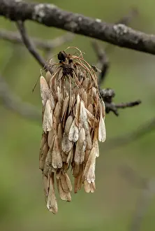 Keys: Ash tree, Fraxinus excelsior, coming into leaf