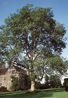 Ardea London: ASH TREE - by house