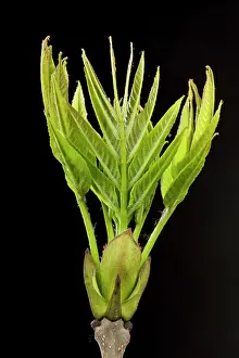 Fraxinus: Ash Tree - leaf bud opening in spring