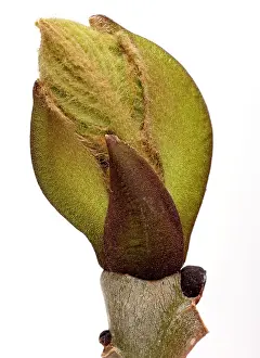 Fraxinus: Ash Tree - leaf bud opening in spring