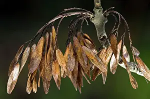 Keys: Ash Tree - mature keys (fruits) of Ash