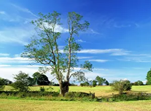Fraxinus: Ash Tree - old Pollard Ash Tree in cut hay field