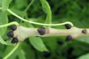 Fraxinus: ASH tree TWIG and buds