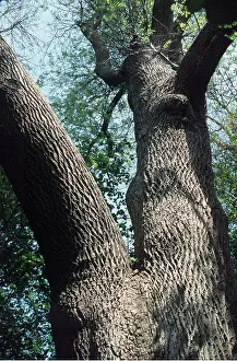 Bark: ASH TREE - view up trunk