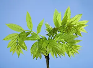Fraxinus: Ash Tree - young leaves