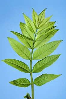 Fraxinus: Ash Tree - young leaves