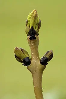 Ashes: Ash - twig with buds just breaking