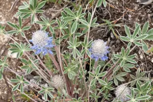 Lepidus: Ashland lupin