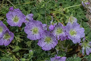 Bob Gibbons: Ashy cranesbill, Geranium cinereum, in flower on