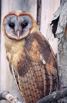 Hispaniola: Ashy-faced Barn / Hispaniolan Barn OWL